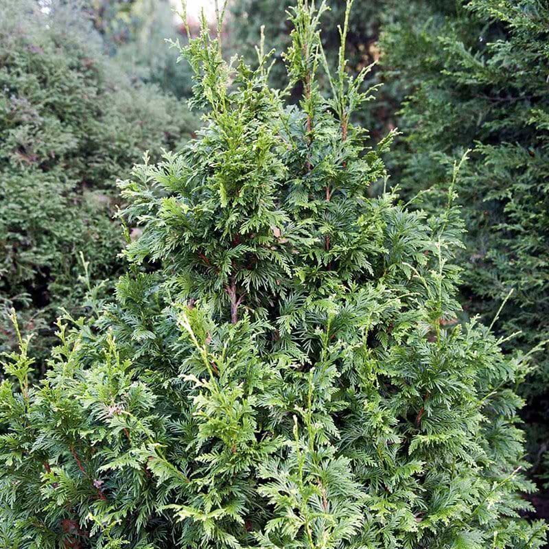 nåletræ thuja