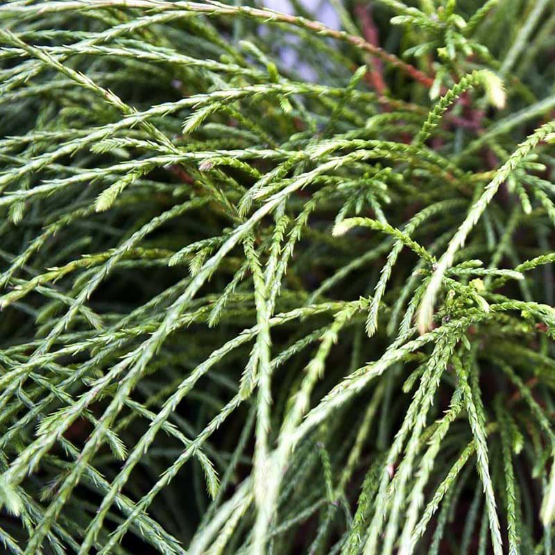 Thuja plicata Whipcord