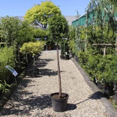 Thuja smaragd