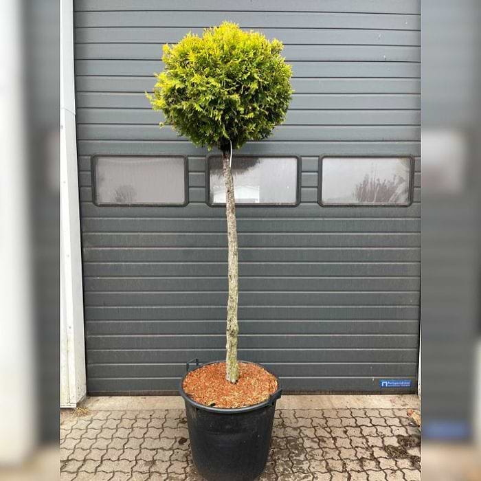 Thuja (Thuja occidentalis 'Yellow Ribbon') Opstammet 150 cm