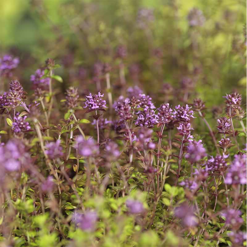 thymus serpyllum staude hårdfør flerårig småbladet timian