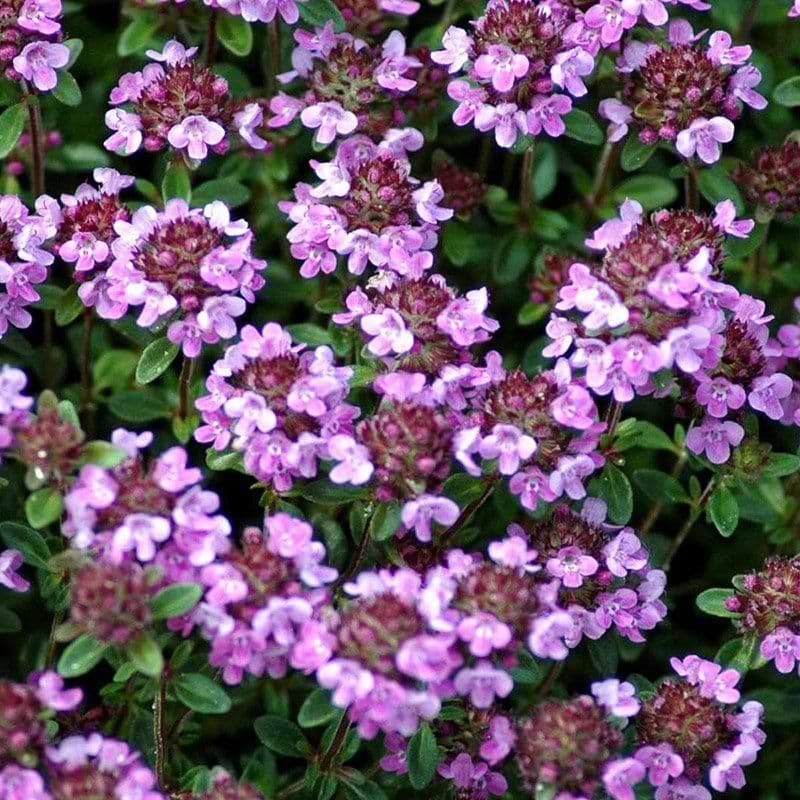 Thymus citriodorus blomst
