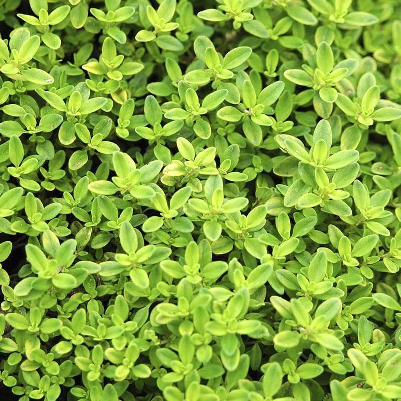 Thymus citriodorus 