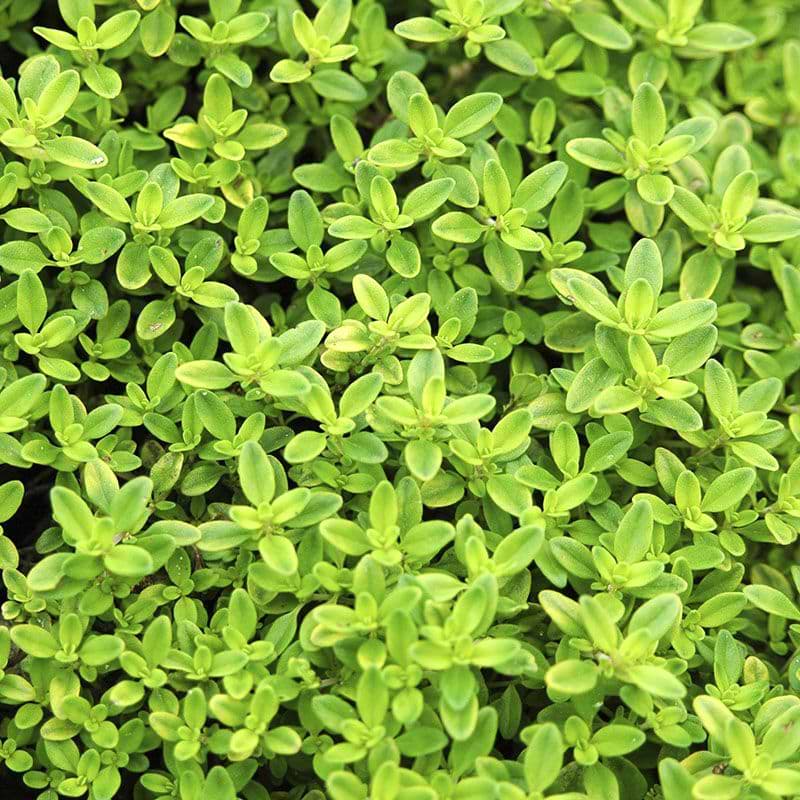 Thymus citriodorus 'Aureus'