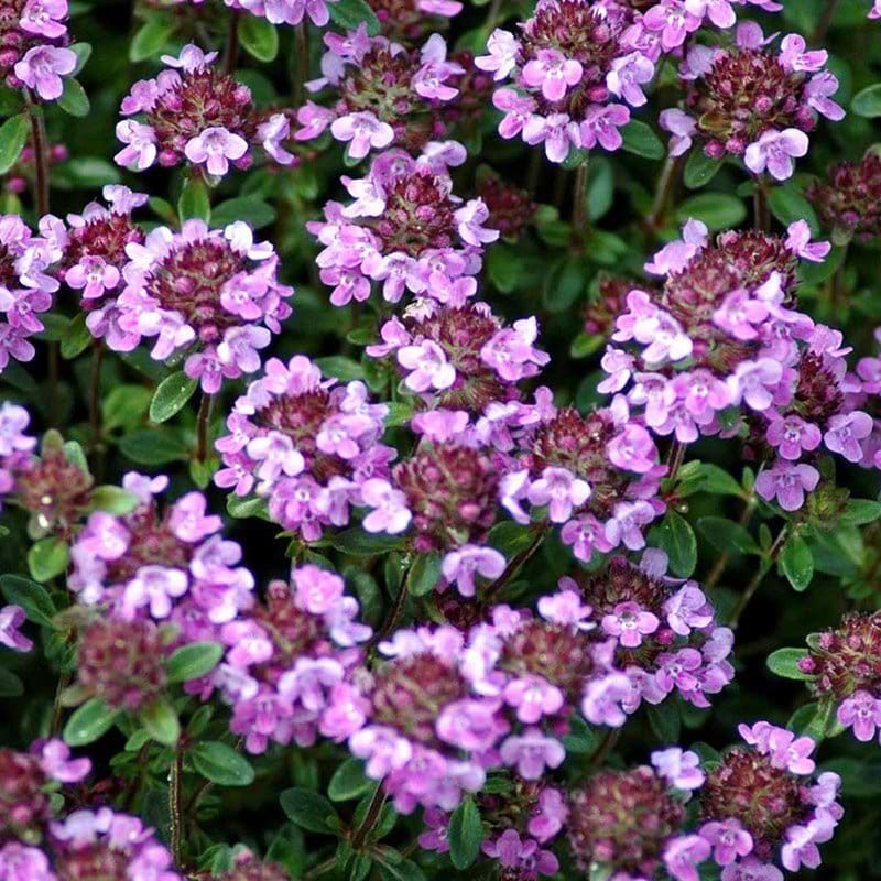 Thymus citriodorus blomst