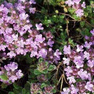thymus  praecox doone valley staude hårdfør flerårig pseudolanuginosus