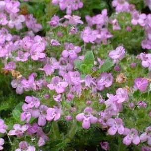 thymus praecok doone valley staude hårdfør minor flerårig
