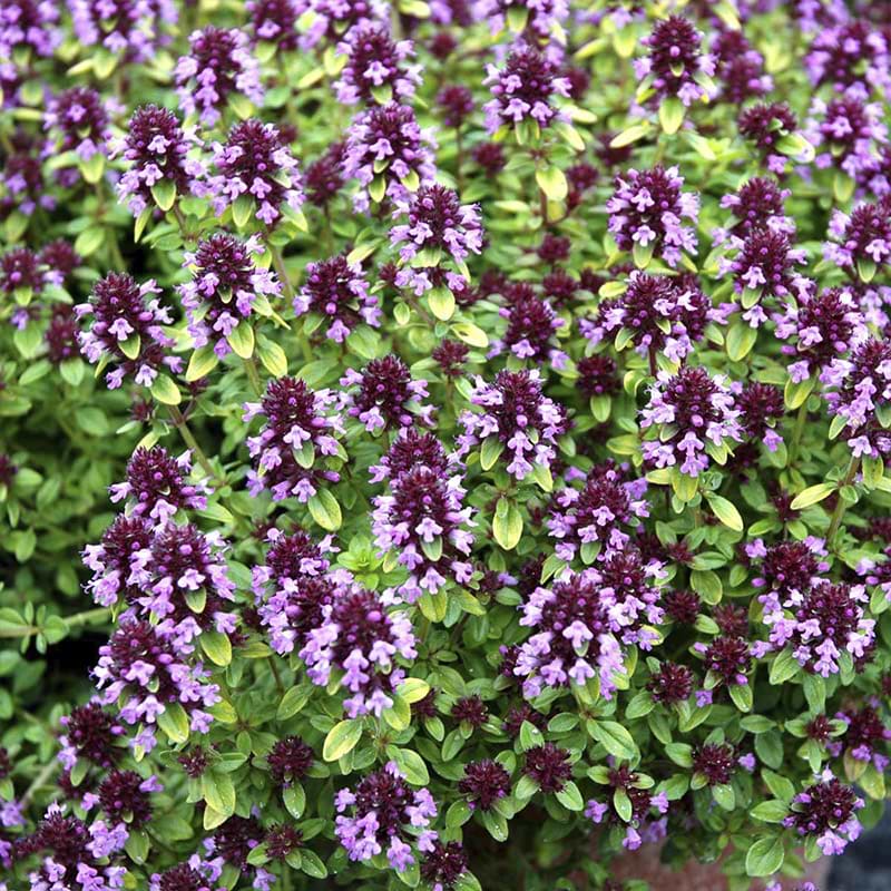 Krybende timian (Thymus vulgaris 'Aureus')