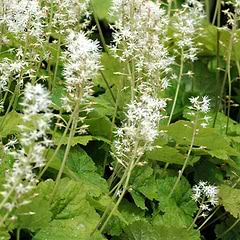 Skumblomst (Tiarella cordifolia)