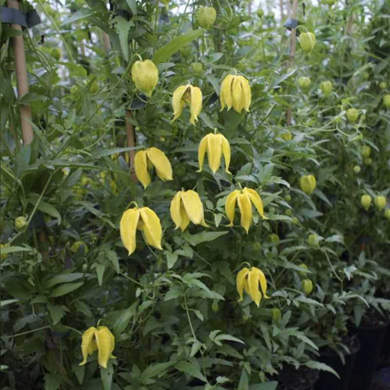Clematis Tibetana Tangutica