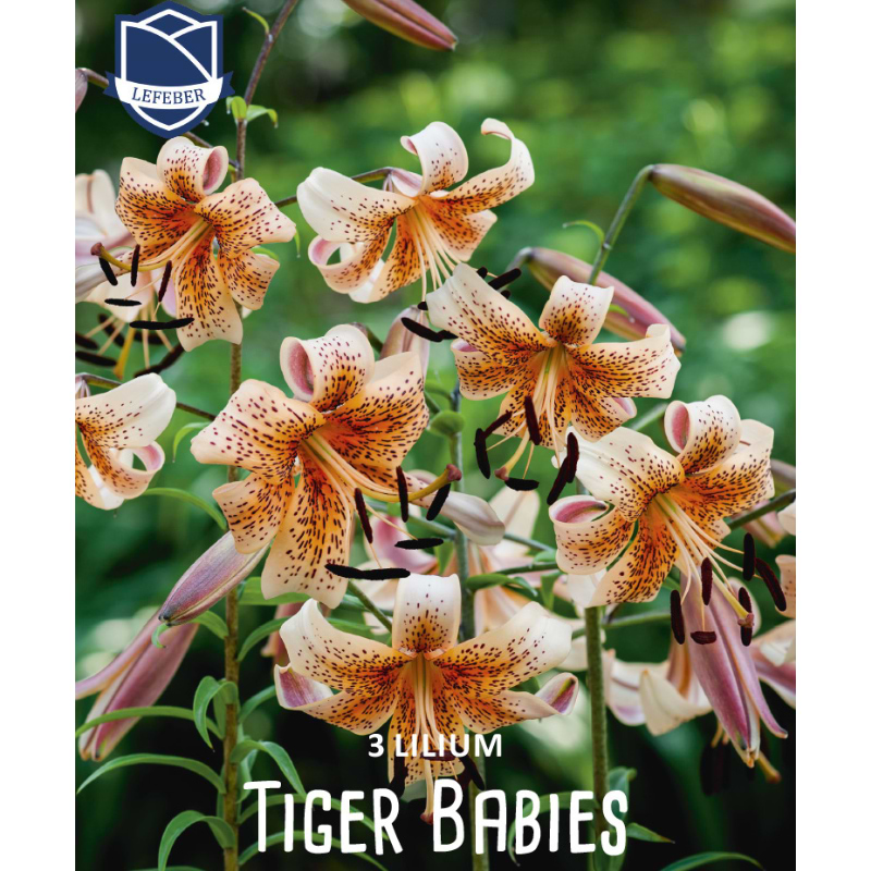 TIGER BAIES