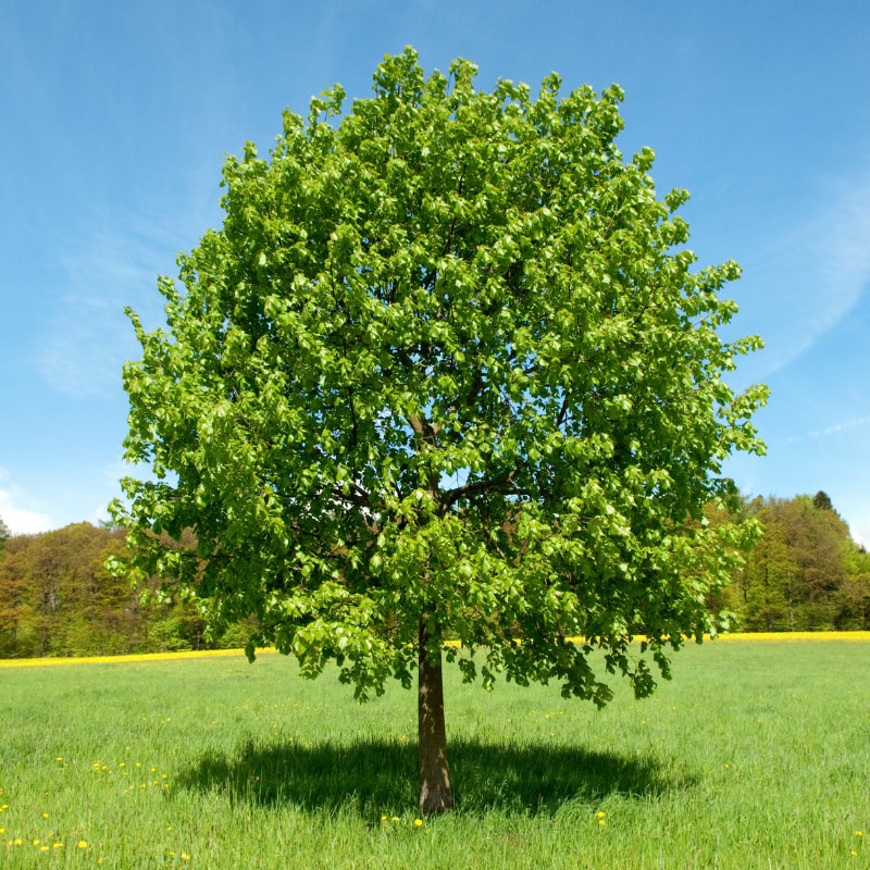 Tilia træ
