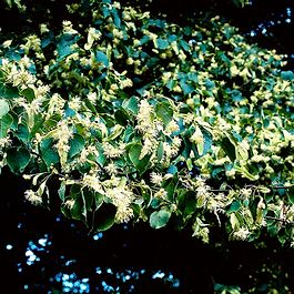Lind (Tilia cordata 'Greenspire') Enstammet 200-250 cm