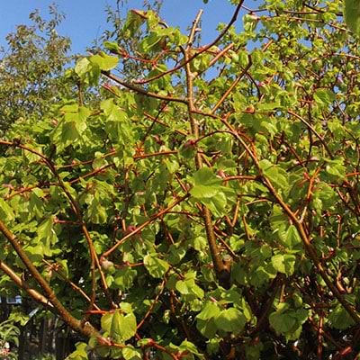 Tilia cordata Winter Orange