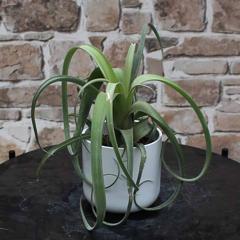 Tillandsia curly