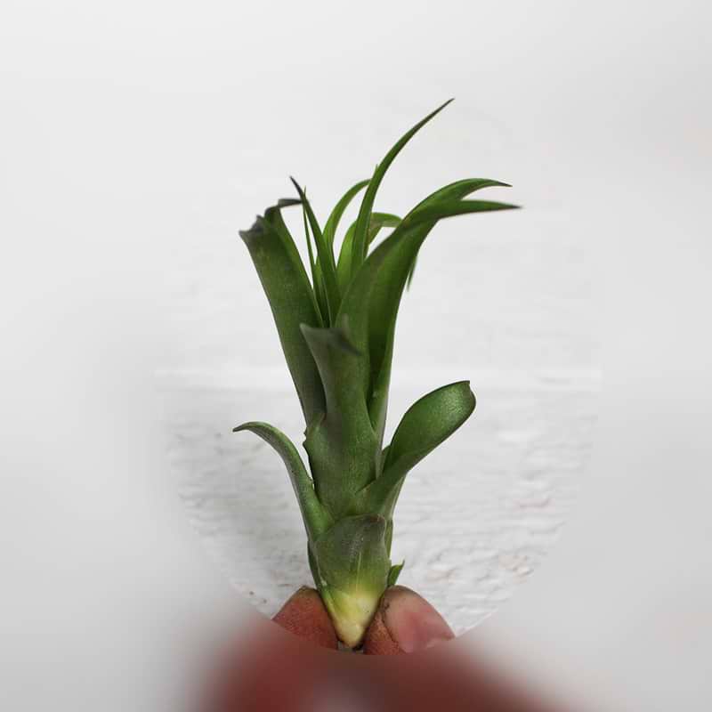 tillandsia
