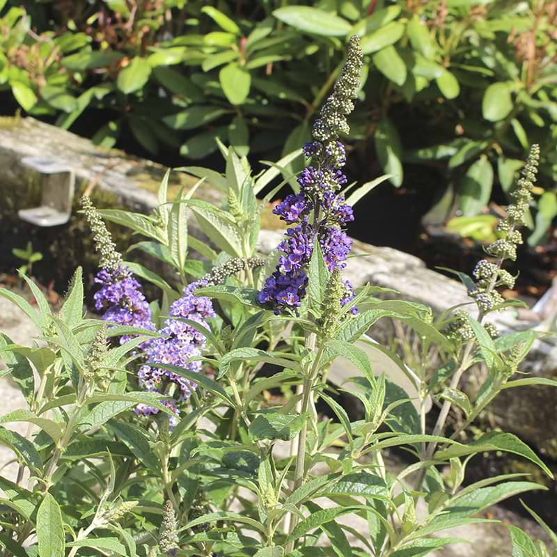 Sommerfuglebusk (Buddleja d. Summer Kids® 'Timmi') - Flere varianter