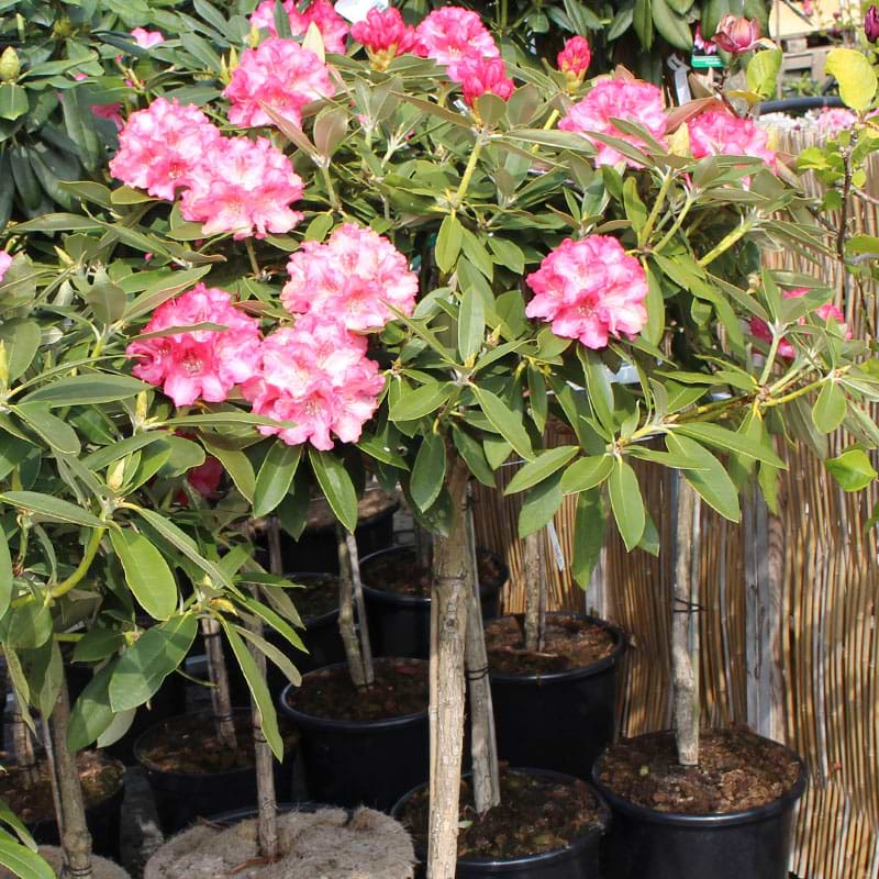 Tina Heinje rhododendron opstammet