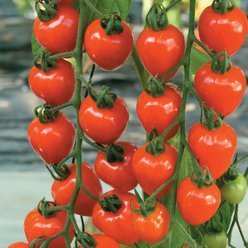 Tomatplante Jordbærtomat 'Berry Garden' 'Beata'