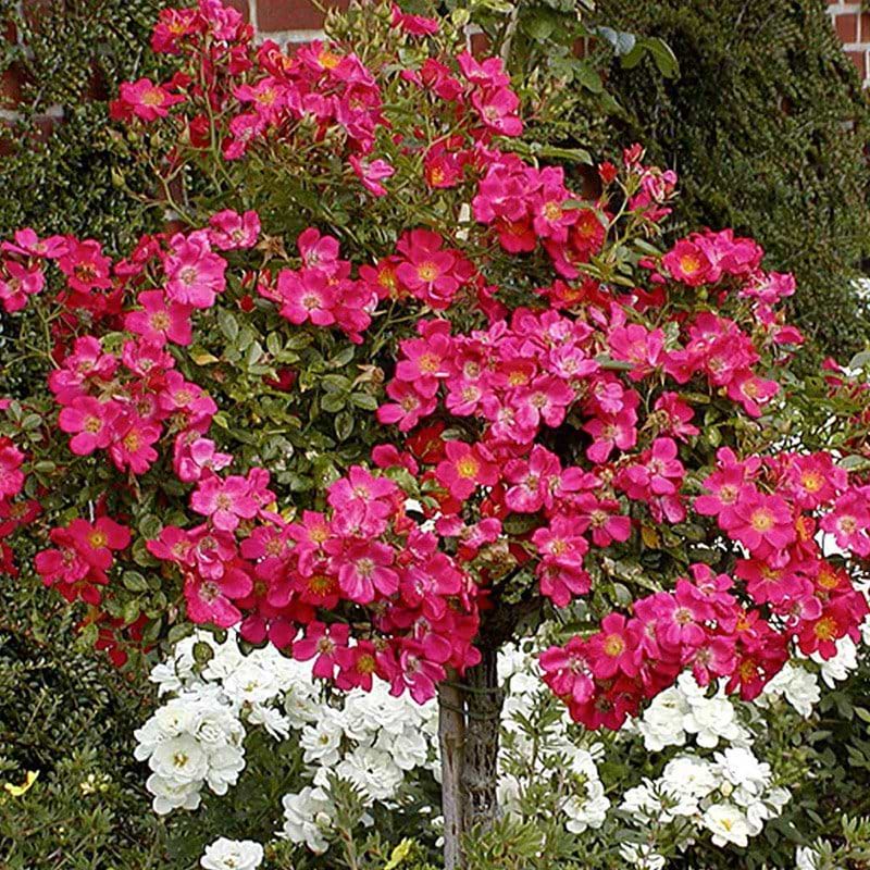 Rose Tommelise