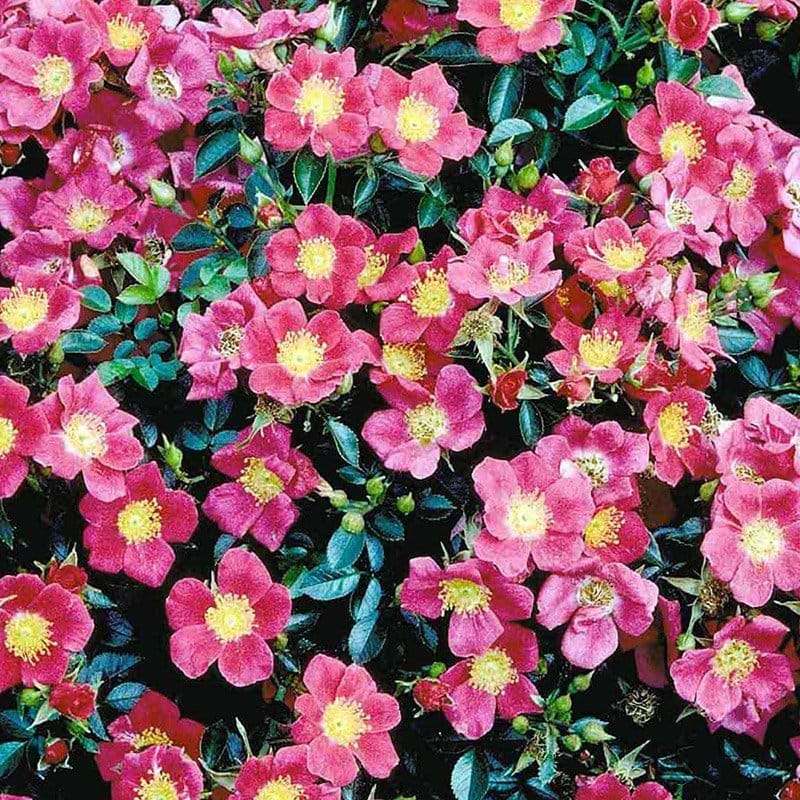 Bunddækkende rose Tommelise