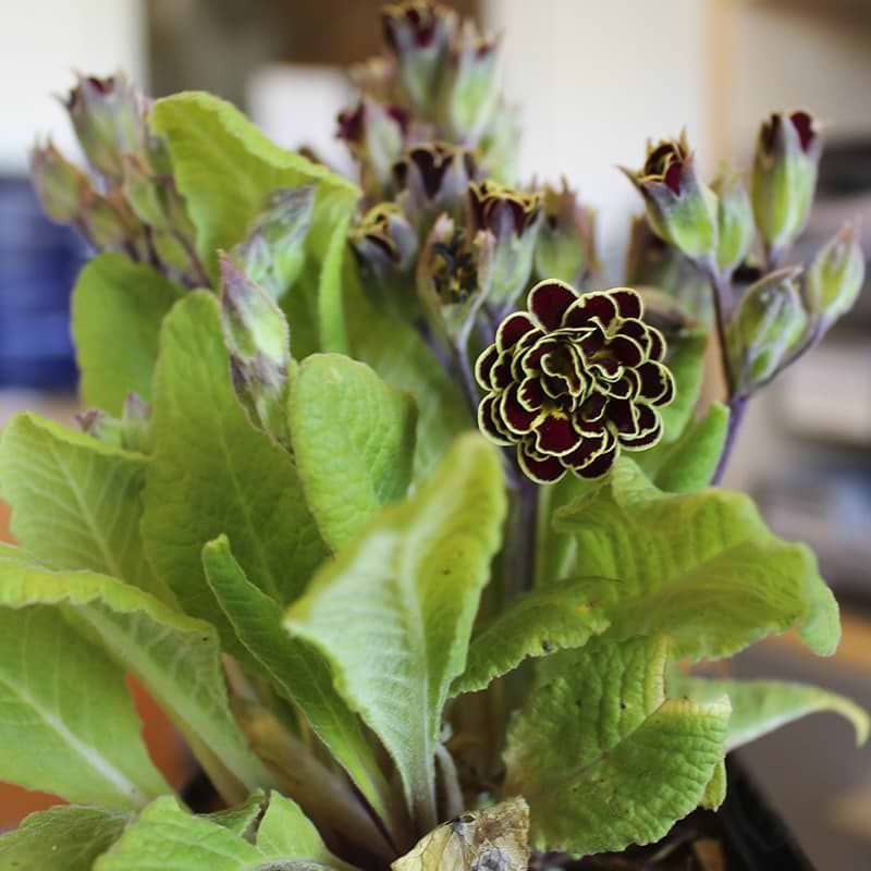 mørkerøde blomster med gul kant