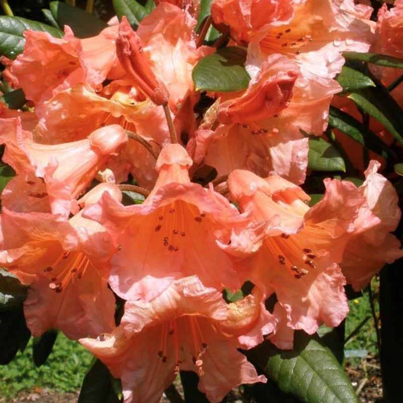 tortoiseshell Orange