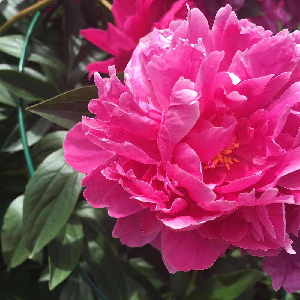træpæon pink