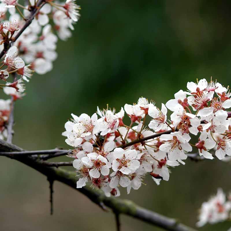 Japansk kirsebær Trailblazer