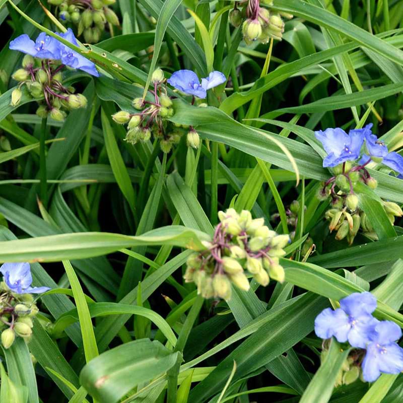 Tradescantia andersoniana-hybrid Bärbel