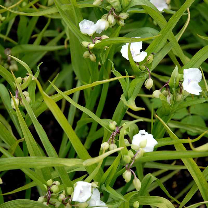Trekantsblomst innocence
