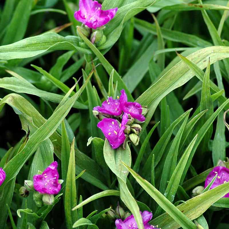Trekantsblomst Rubra
