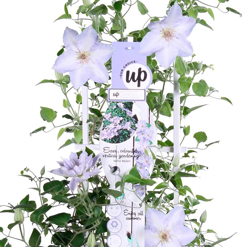 Klematis (Clematis 'Tranquilite')