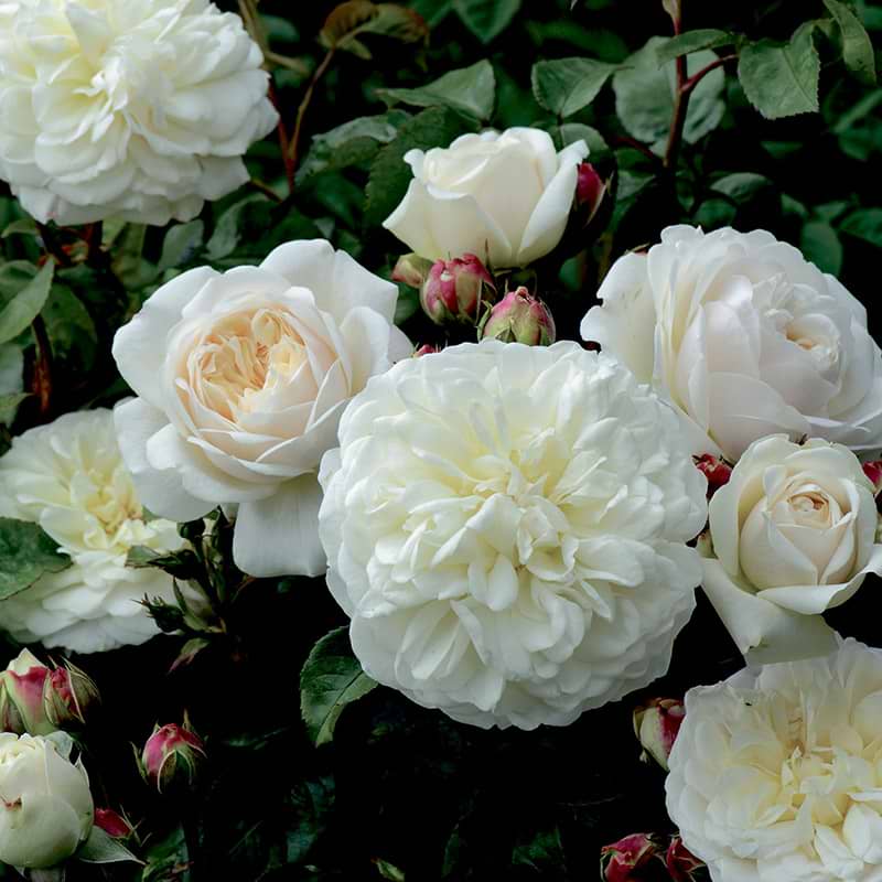 david austin rose tranquillity ausnoble