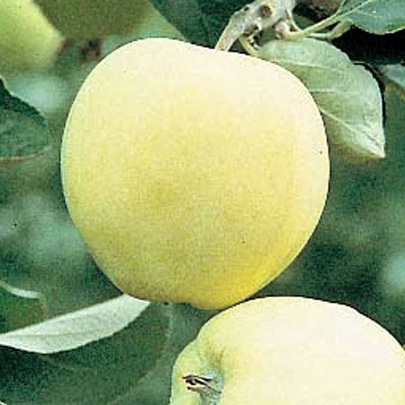 Transparante Blanche