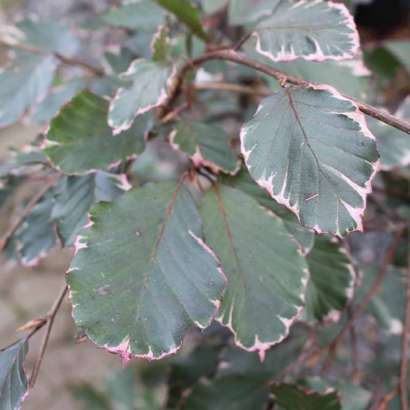 Trefarvet blodbøg Purpurea Tricolor 