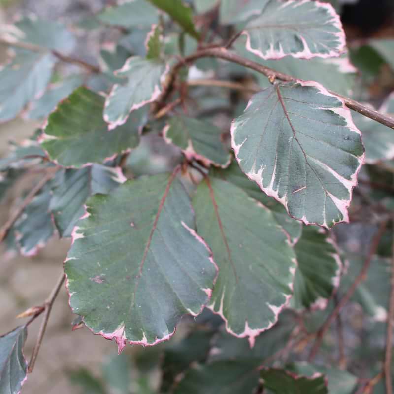 Trefarvet blodbøg Purpurea Tricolor 