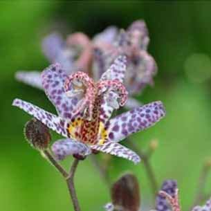 Tricyrtis Hiki Yuri