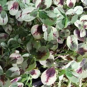 Kløver (Trifolium repens 'Dragons blood')