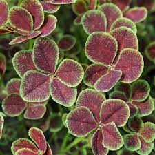 Kløver (Trifolium repens 'Pentaphyllum')