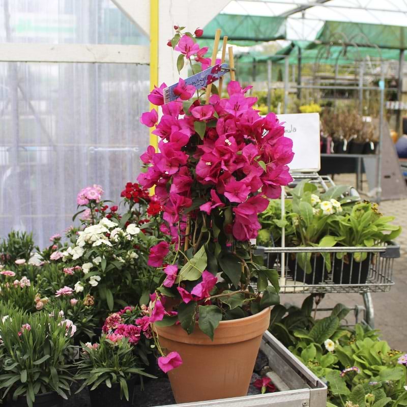 Trillingeranke Bougainvillea
