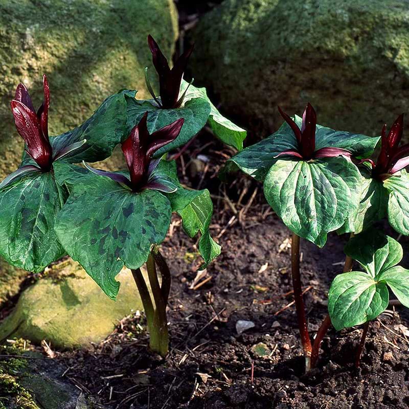 Treblad blomst