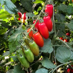 Tomatplante 'Trilly'