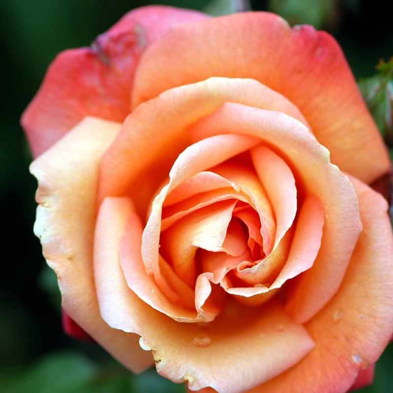 Storblomstrende rose Troika