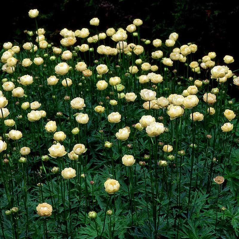 Engblomme TROLLIUS ALABASTER