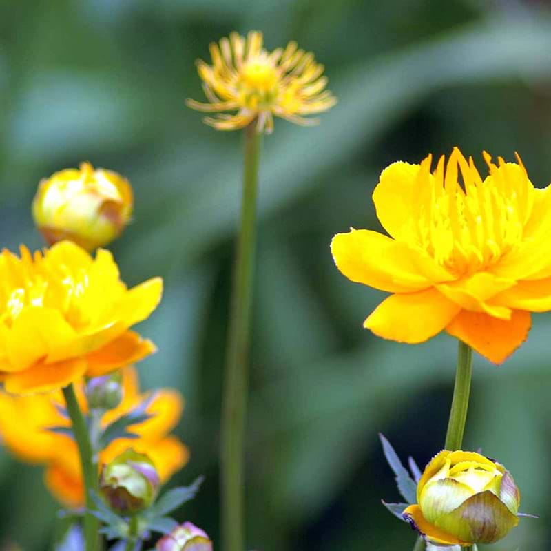 Kinesisk engblomme Golden Queen