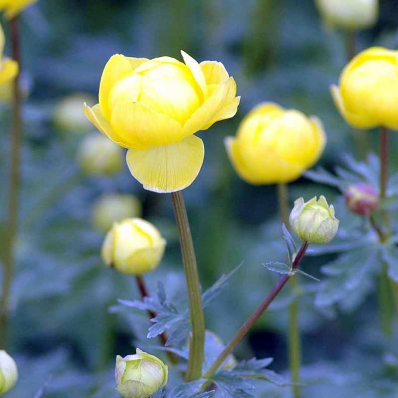 Engblomme Trollius europaeus