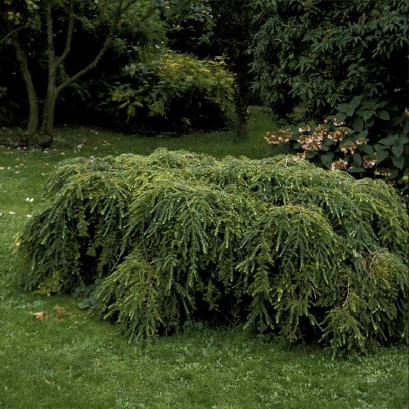 Hemlock (Tsuga canadensis 'Pendula') 130-160 cm