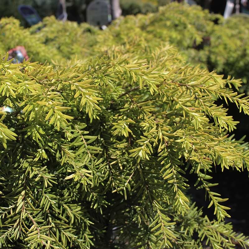 Hemlock Nana