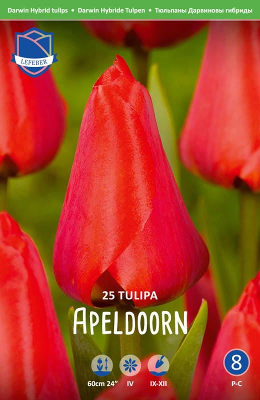 Apeldpprn tulipan